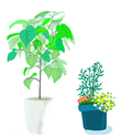 植木は運んでもらえるの？